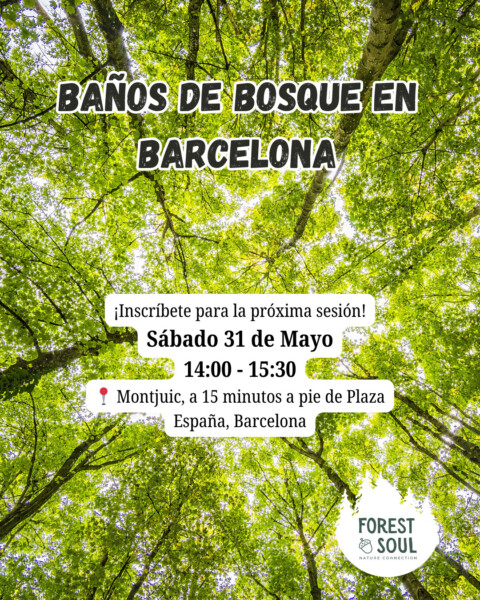 Baño de Bosque en Barcelona - Conecta con la Naturaleza y Contigo